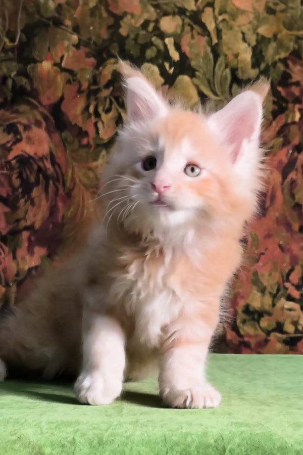 Funtic | Maine Coon Kitten