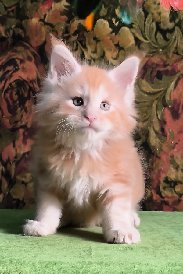 Funtic | Maine Coon Kitten