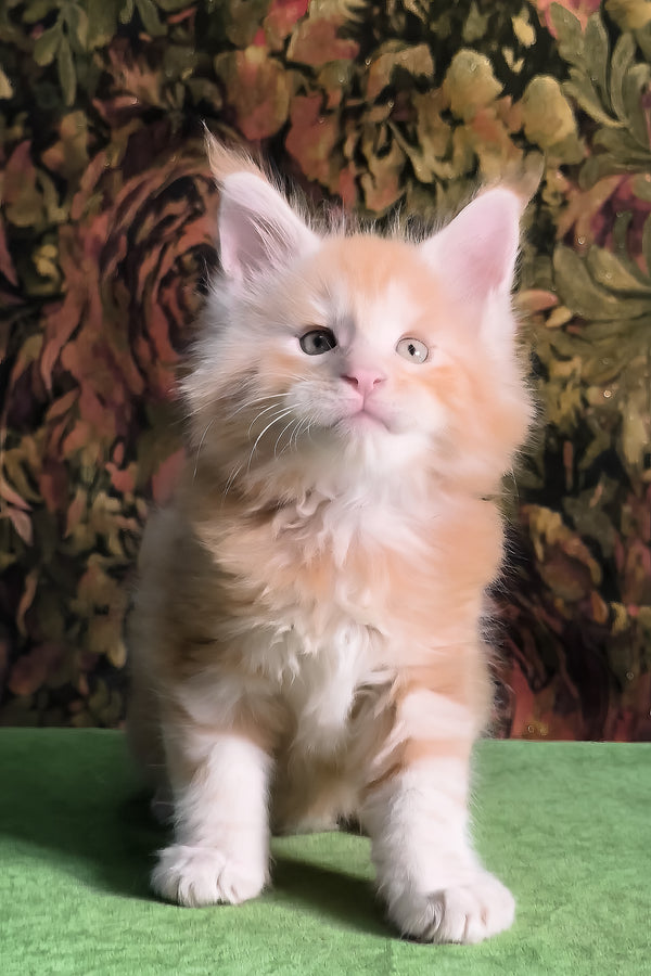Funtic | Maine Coon Kitten
