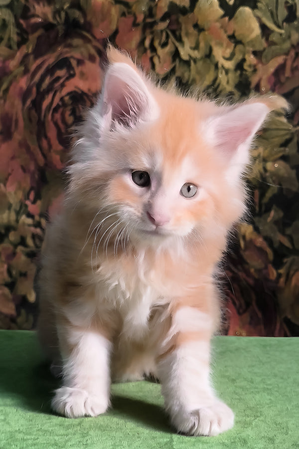 Funtic | Maine Coon Kitten