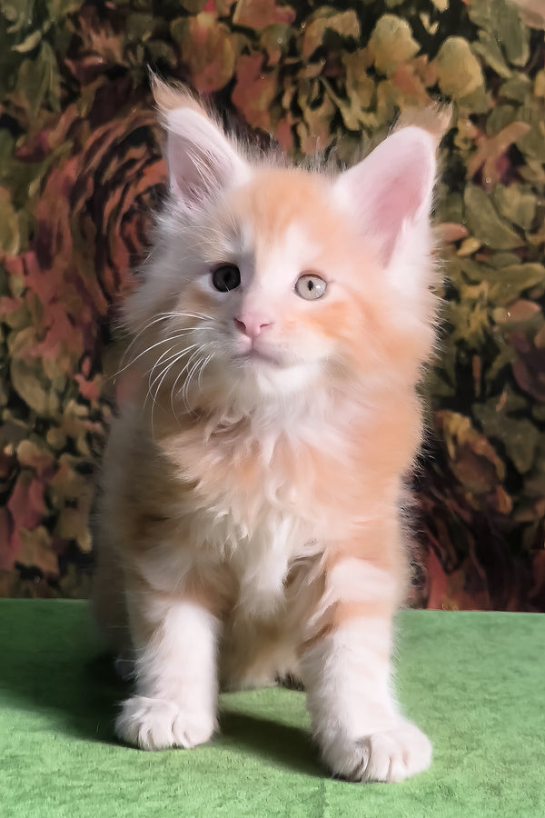 Funtic | Maine Coon Kitten