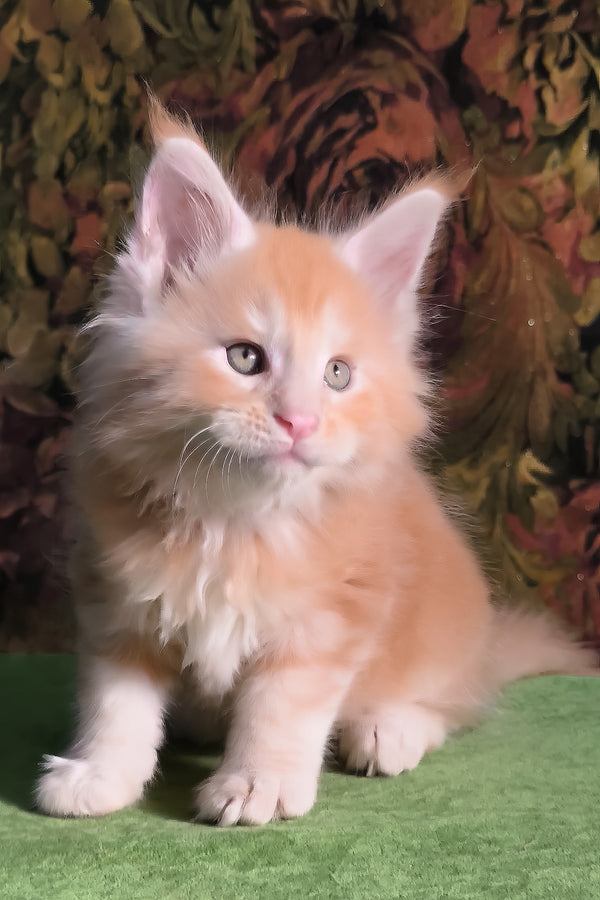 Funtic | Maine Coon Kitten