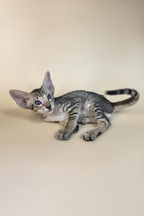 Gabriel | Oriental Shorthair Kitten