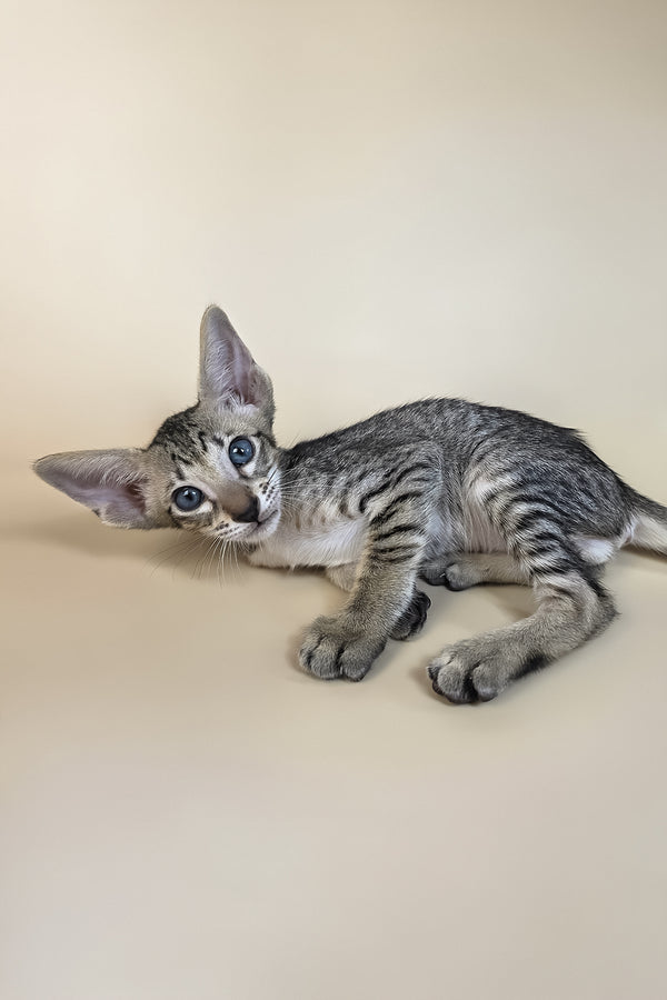 Gabriel | Oriental Shorthair Kitten