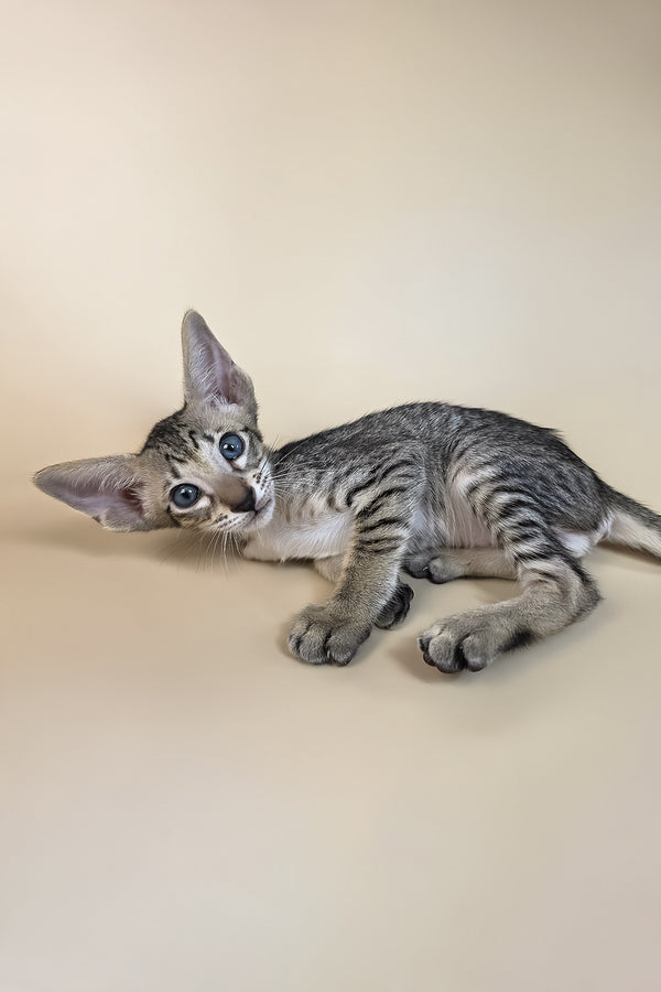 Gabriel | Oriental Shorthair Kitten