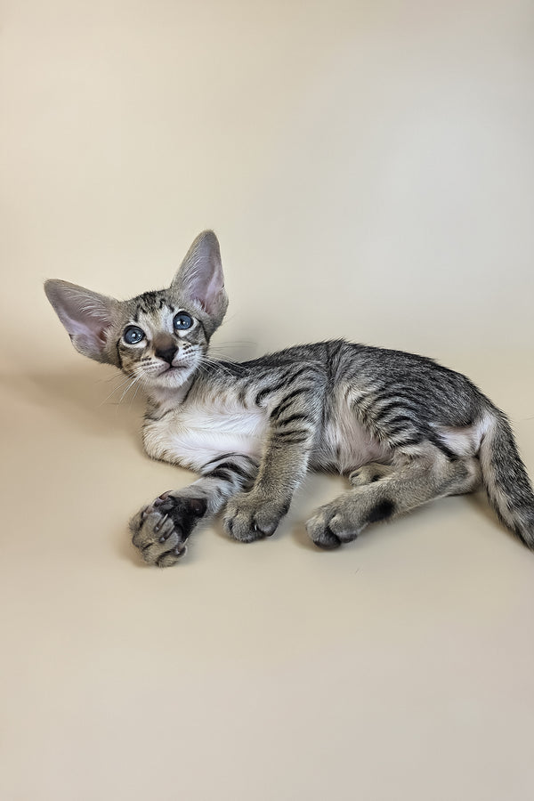 Gabriel | Oriental Shorthair Kitten