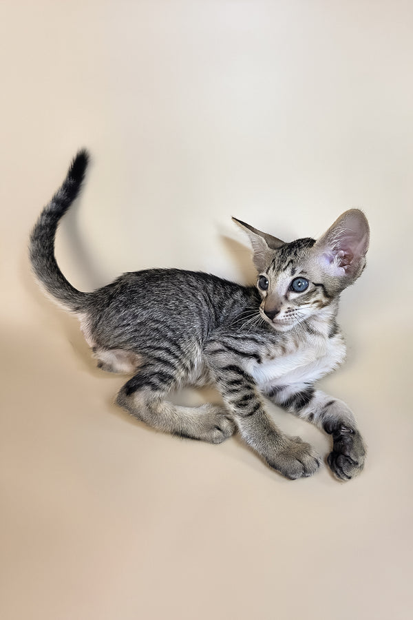 Gabriel | Oriental Shorthair Kitten