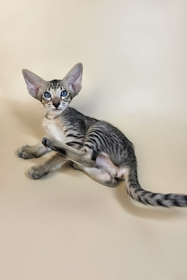 Gabriel | Oriental Shorthair Kitten