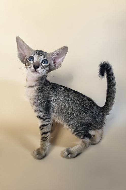 Gabriel | Oriental Shorthair Kitten