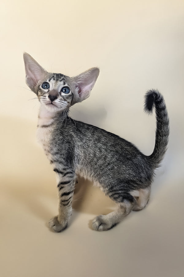 Gabriel | Oriental Shorthair Kitten