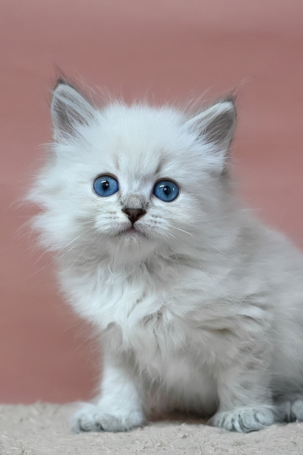 Galant | Siberian Kitten