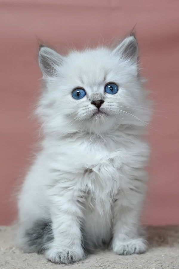 Galant | Siberian Kitten