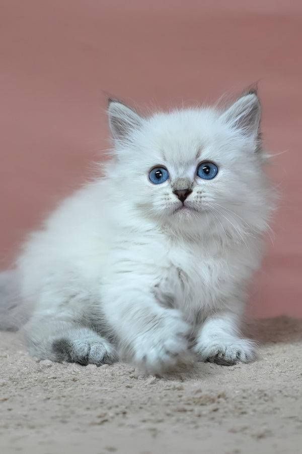 Galant | Siberian Kitten