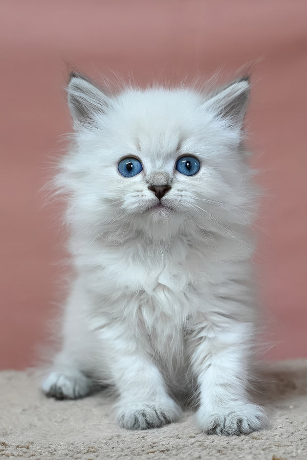 Galant | Siberian Kitten