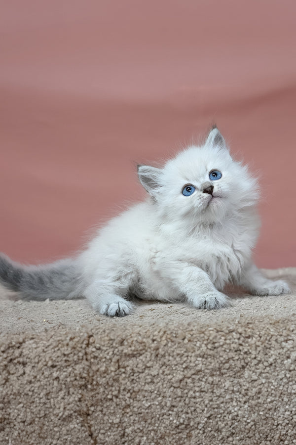 Galant | Siberian Kitten
