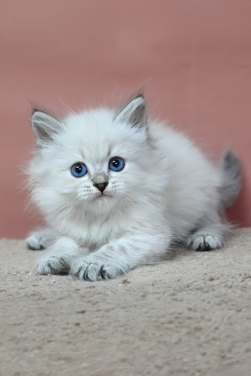 Galant | Siberian Kitten