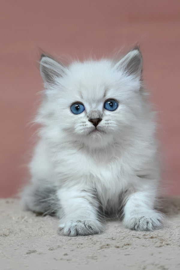 Galant | Siberian Kitten