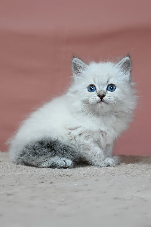 Galant | Siberian Kitten