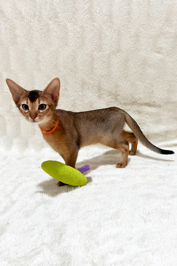 Galaxy | Abyssinian Kitten