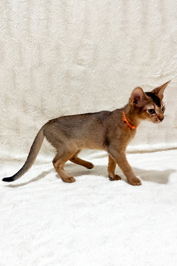 Galaxy | Abyssinian Kitten