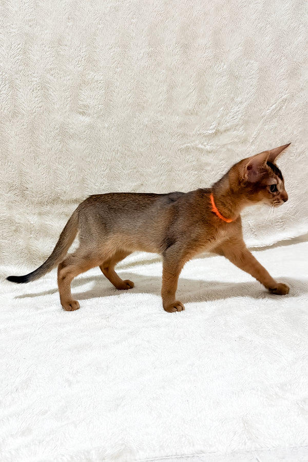 Galaxy | Abyssinian Kitten