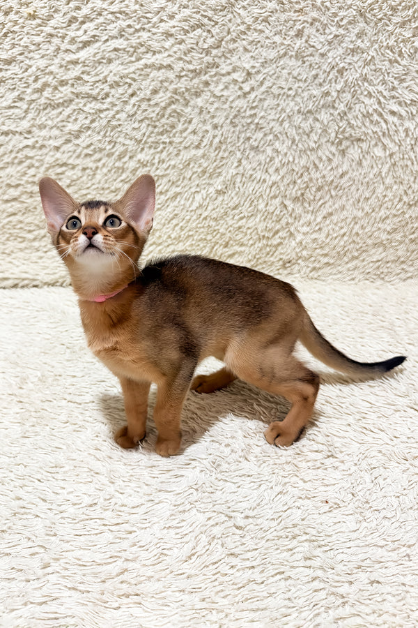 Galaxy | Abyssinian Kitten