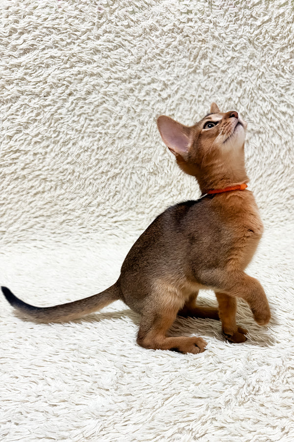 Galaxy | Abyssinian Kitten