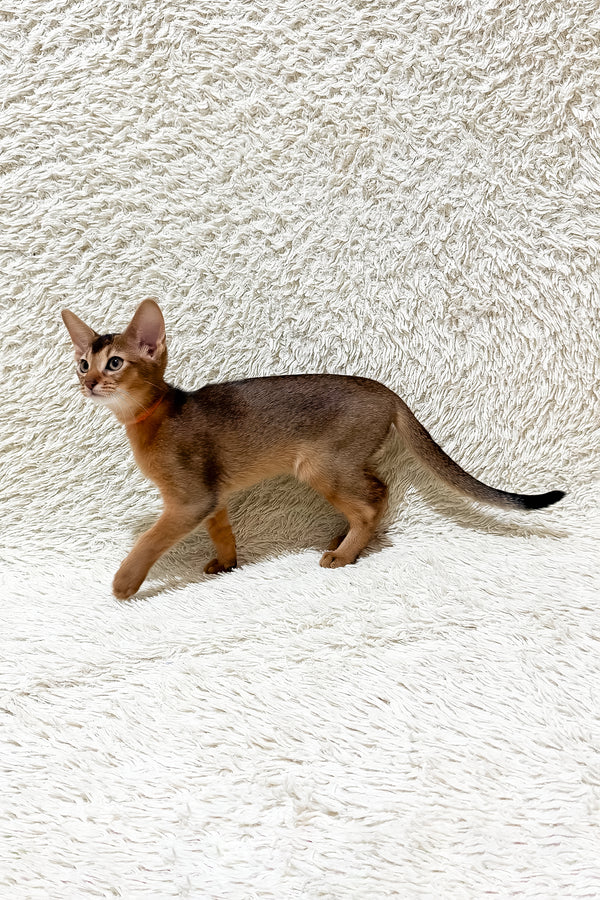 Galaxy | Abyssinian Kitten