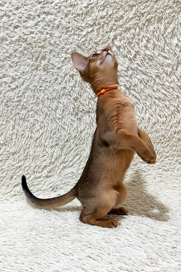 Galaxy | Abyssinian Kitten