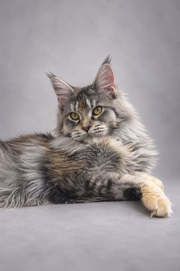 Gemma | Maine Coon Kitten