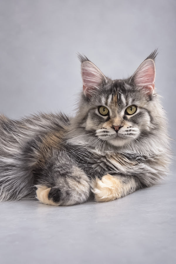 Gemma | Maine Coon Kitten