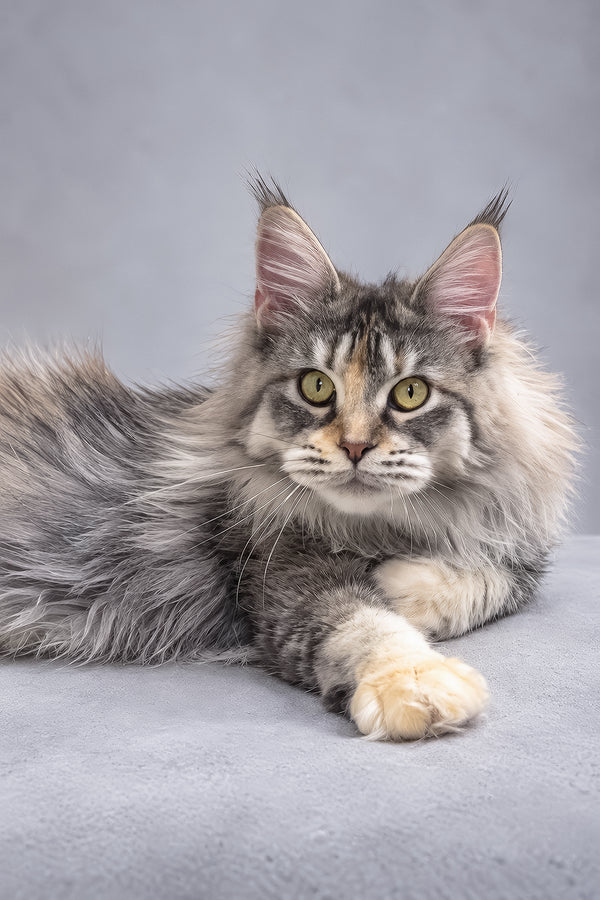 Gemma | Maine Coon Kitten