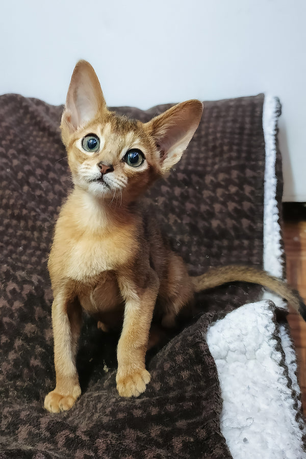 Gemma abyssinian kitten with ruddy coat and striking blue eyes sitting on a textured brown blanket