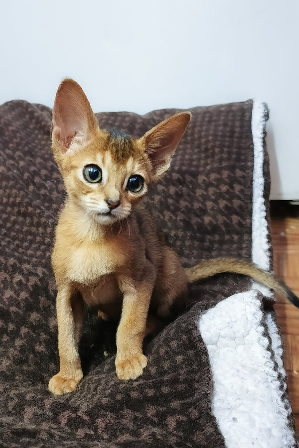 Gemma abyssinian kitten with ruddy coat and striking blue eyes sits on a brown patterned blanket among purebred kitties