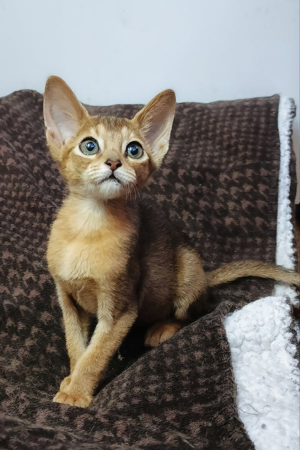 Gemma abyssinian kitten with a striking ruddy coat and vivid blue eyes sits on a textured brown blanket
