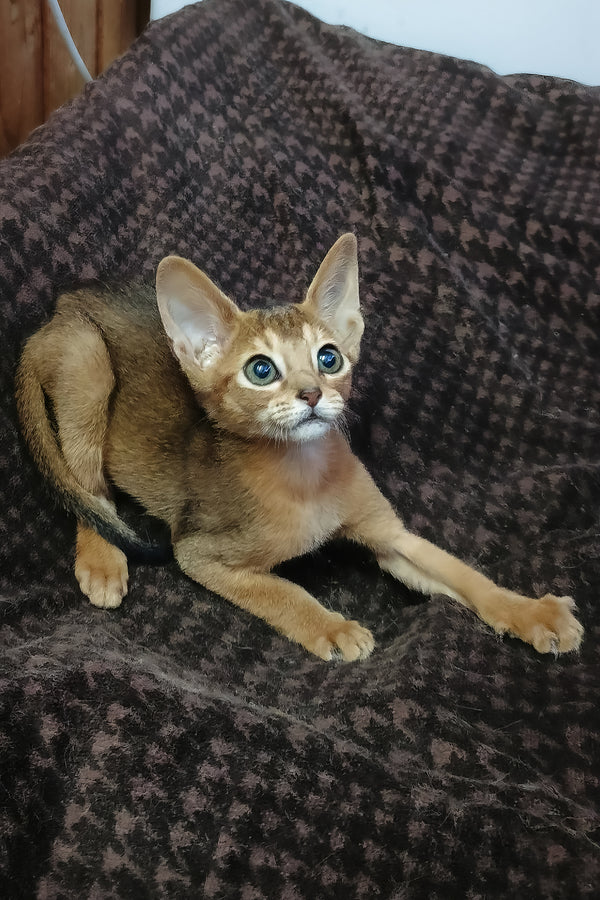 Gemma abyssinian kitten with ruddy coat and striking blue eyes resting on a dark patterned blanket