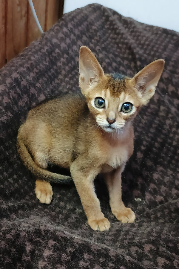 Gemma abyssinian kitten with a fluffy ruddy coat and striking blue eyes sitting on a dark patterned blanket