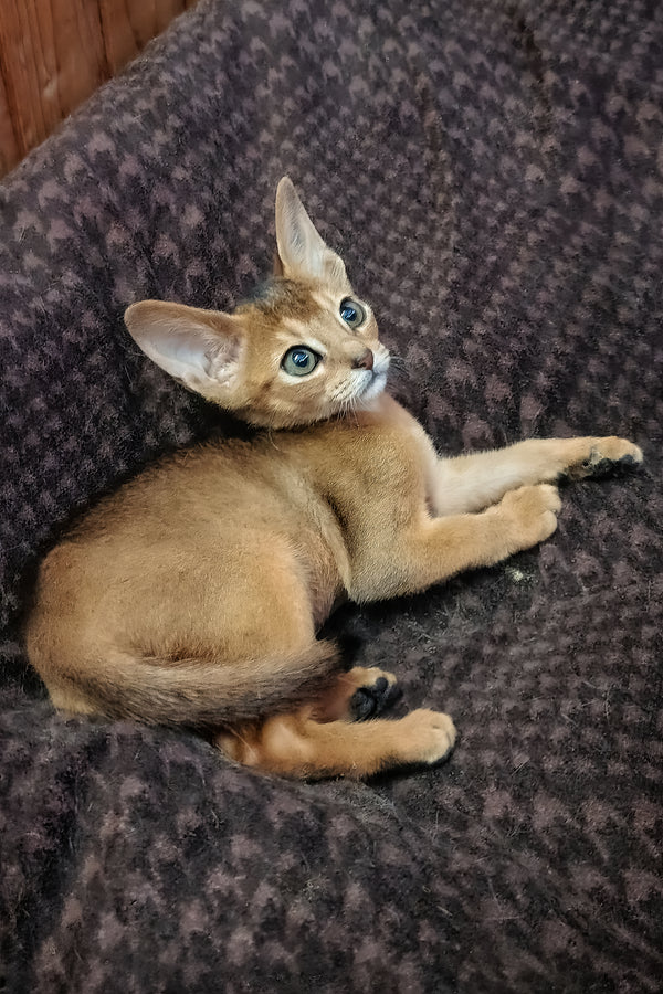 Gemma abyssinian kitten with ruddy coat and striking blue eyes lounges on a dark textured blanket among purebred kitties