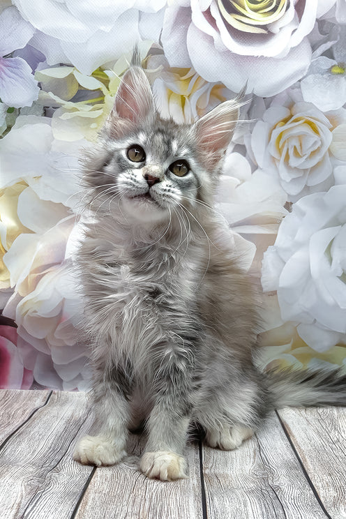 Gemma | Maine Coon Kitten