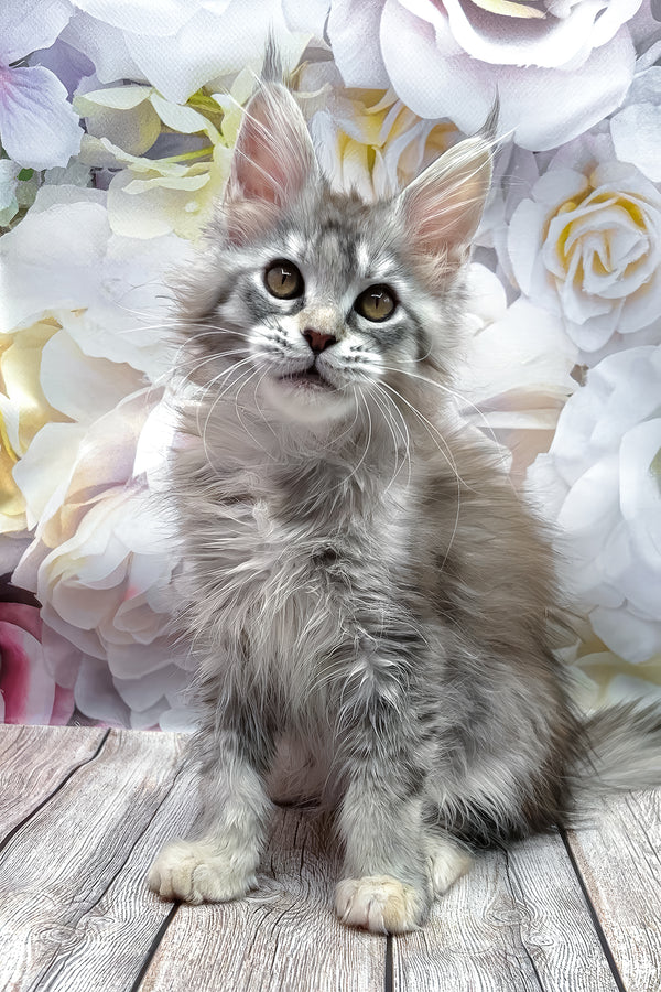 Gemma | Maine Coon Kitten