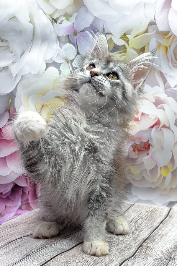 Gemma | Maine Coon Kitten