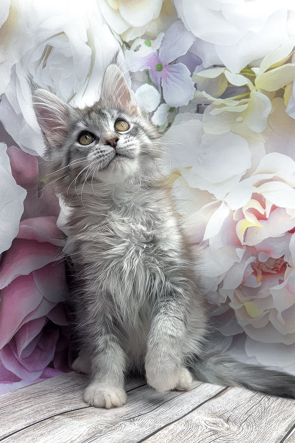 Gemma | Maine Coon Kitten