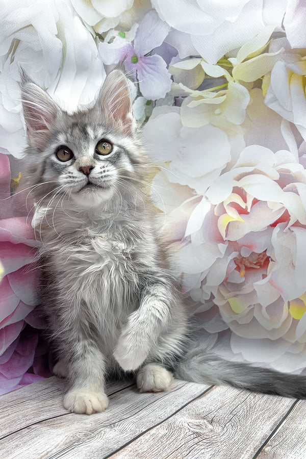 Gemma | Maine Coon Kitten