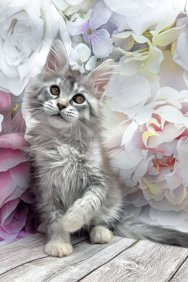 Gemma | Maine Coon Kitten