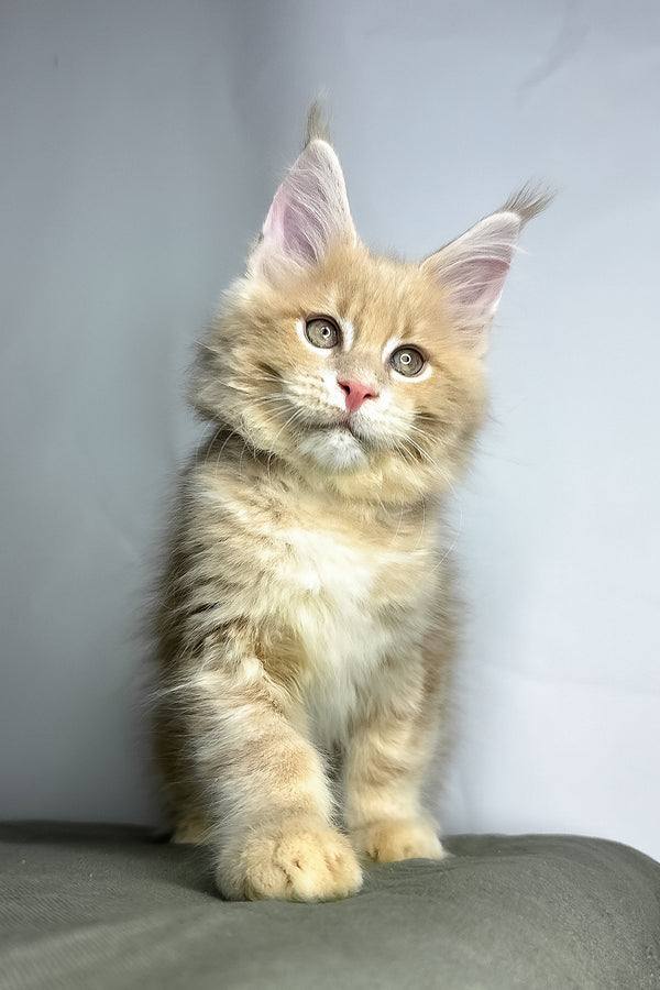 Geoffrey | Maine Coon Kitten