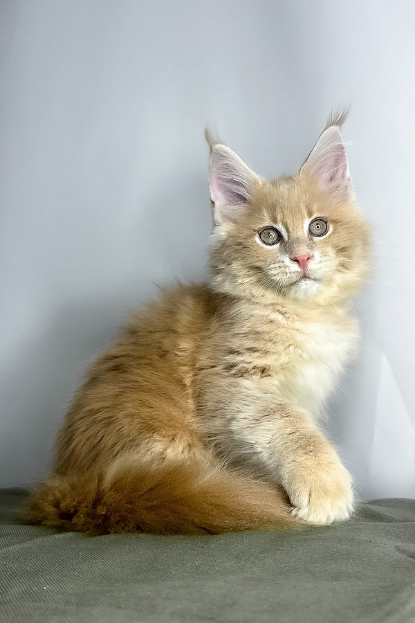 Geoffrey | Maine Coon Kitten