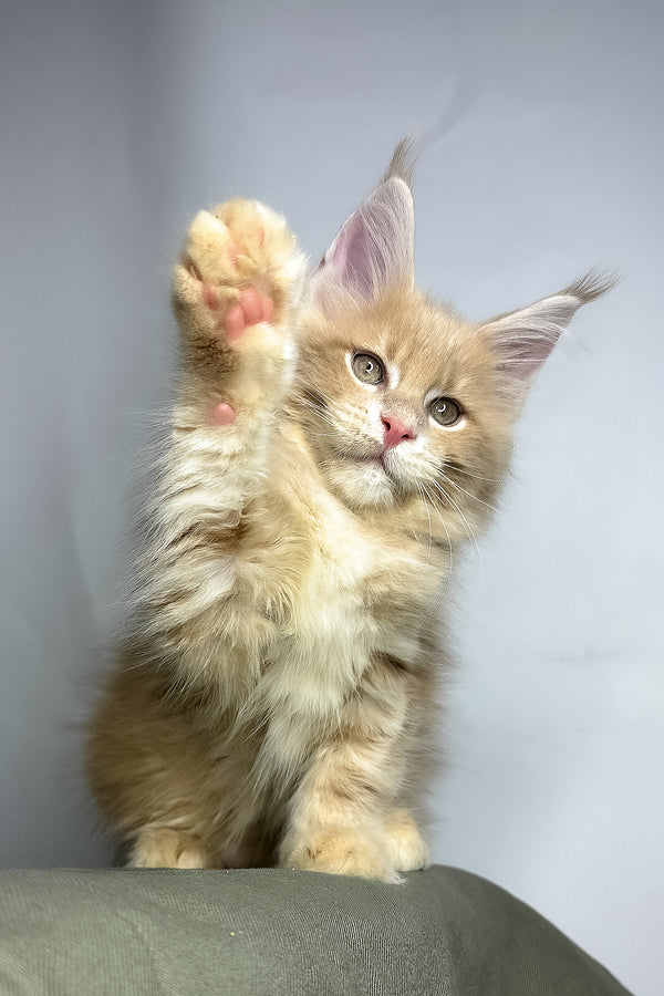Geoffrey | Maine Coon Kitten