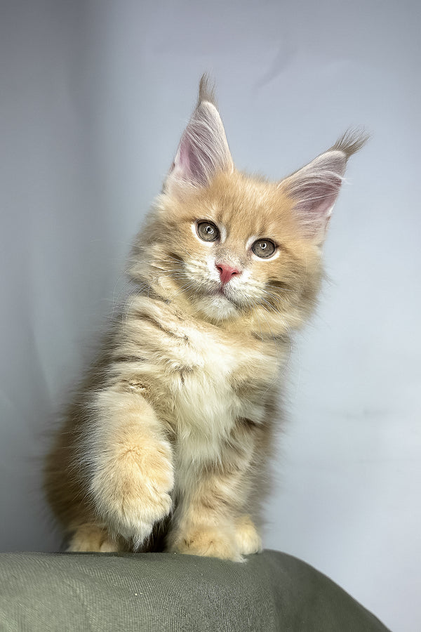 Geoffrey | Maine Coon Kitten