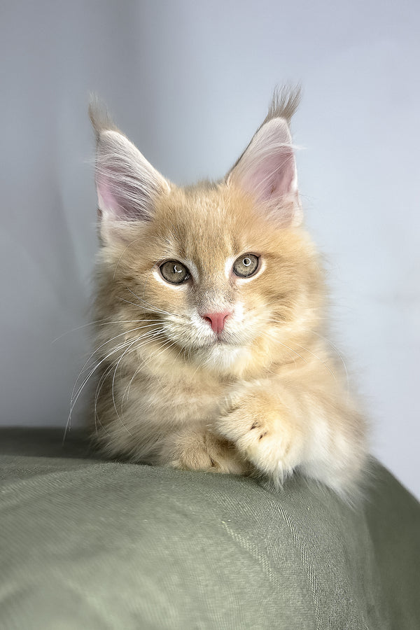 Geoffrey | Maine Coon Kitten