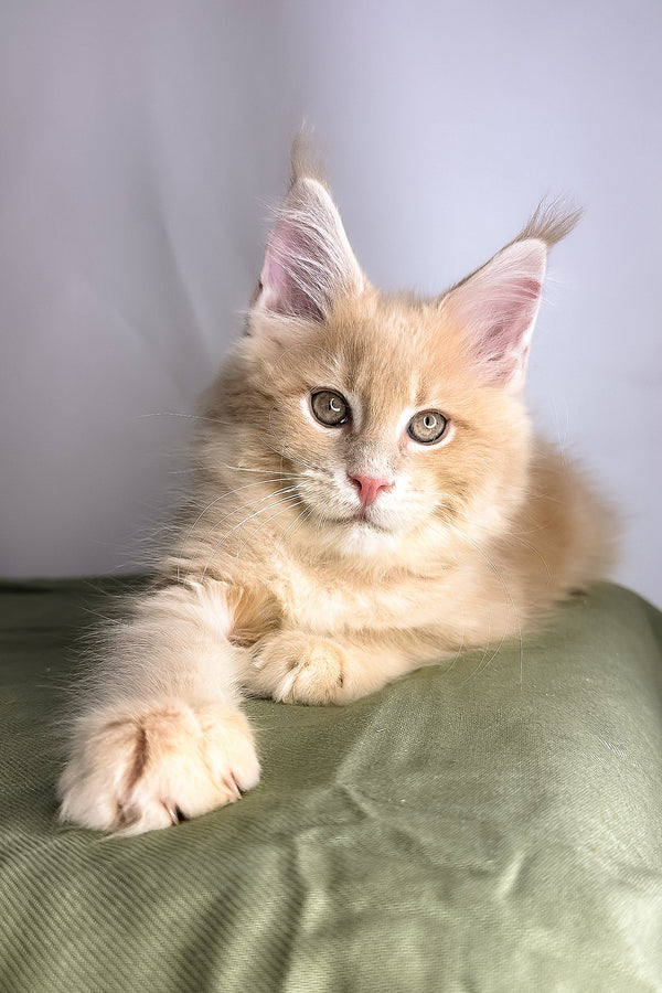 Geoffrey | Maine Coon Kitten